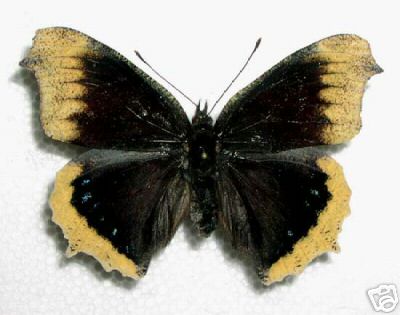 Nymphalis antiopa aberrant (Internet Image property of respective owner, non-commercial use only)